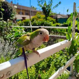 Pettorine per Pappagallo