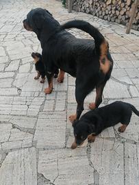 Rottweiler