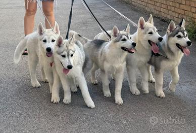 Cuccioli Siberian husky pedigree