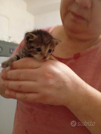 Gatti in adozione