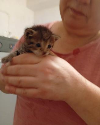 Gatti in adozione