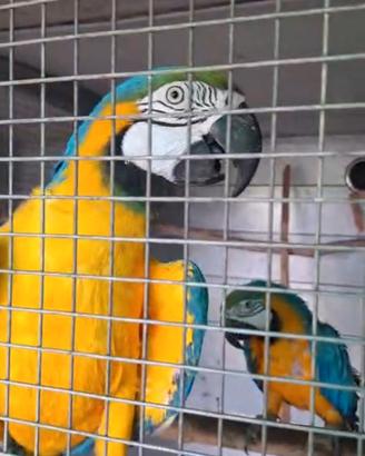 coppia ararauna