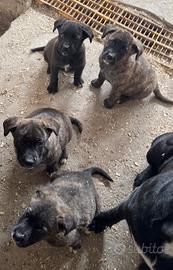 Cuccioli cane corso