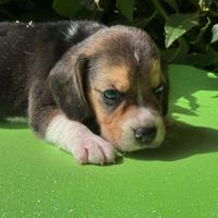 Beagle
