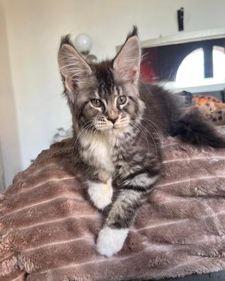 Allevamento AUTORIZZATO gatti Maine Coon