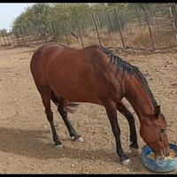Mini trotter