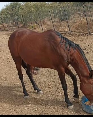 Mini trotter