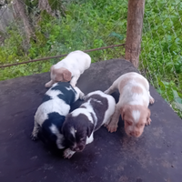 Cuccioli di Springer/Breton