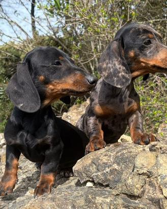 Cuccioli di bassotto