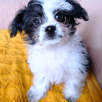 Maltese Chihuahua MALCHI