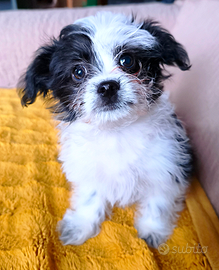 Maltese Chihuahua MALCHI