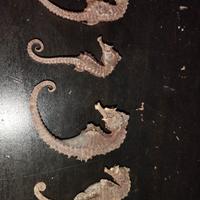 cavallucci marini essiccati 