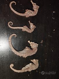 cavallucci marini essiccati 