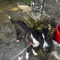 Cuccioli 5 mesi meticci