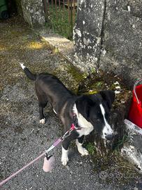 Cuccioli 5 mesi meticci