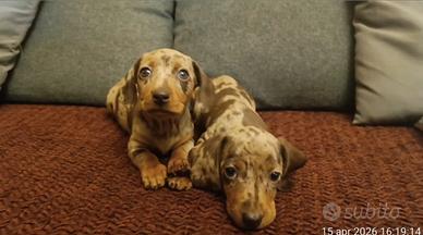 Cucciole bassotto con Pedigree ENCI/FCI