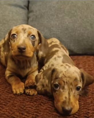 Cucciole bassotto con Pedigree ENCI/FCI