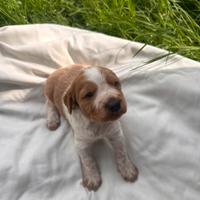 Cucciolo Breton con pedegree