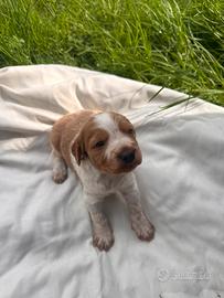 Cucciolo Breton con pedegree
