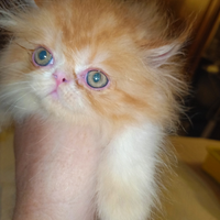 Gatto persiano cuccioli