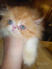 Gatto persiano cuccioli