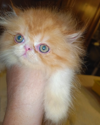 Gatto persiano cuccioli