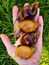 ChioccioleGiganti africane di allevamento