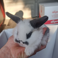 Coniglietti nani minilop e testa di leone