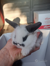 Coniglietti nani minilop e testa di leone