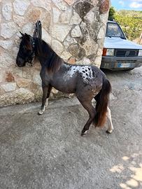 Mini pony