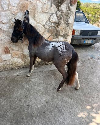 Mini pony