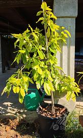Avocado piante innestate