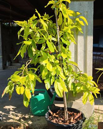 Avocado piante innestate