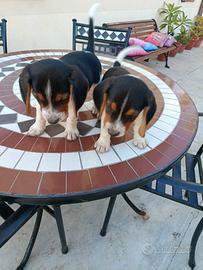 Beagle cuccioli