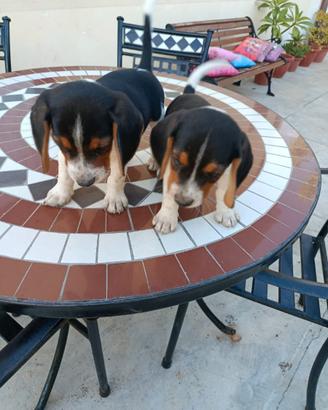 Beagle cuccioli