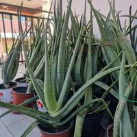 Pianta Aloe Vera in vaso età 3 anni 