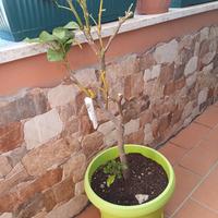 Limone