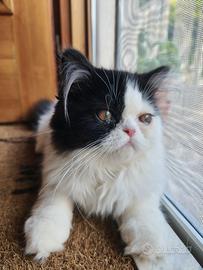 Gattine persiane