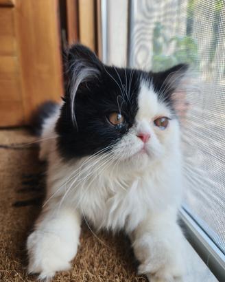 Gattine persiane