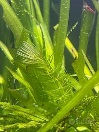 Ceratofilo comune pianta acquario