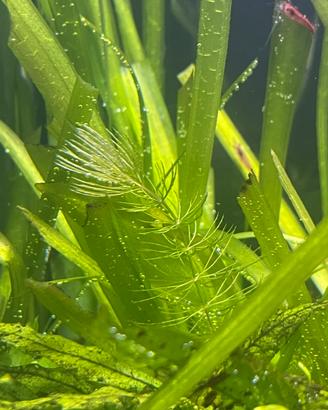 Ceratofilo comune pianta acquario