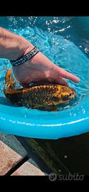 Carpa koi