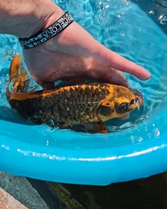 Carpa koi