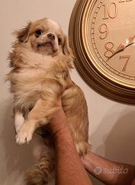 chihuahua adulto pelo lungo