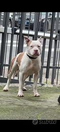 Pitbull American Terrier per monta
