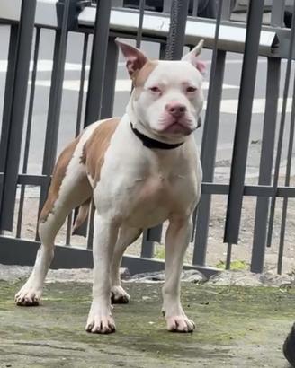 Pitbull American Terrier per monta