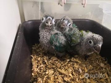 Pappagalli Pyrrhura DA IMBECCO