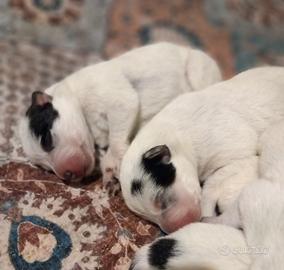 Cuccioli di Australian Cattle Dog