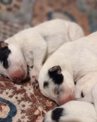 Cuccioli di Australian Cattle Dog
