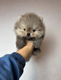 Spitz pomerania 500GRAMMI orange TOY 2mesi